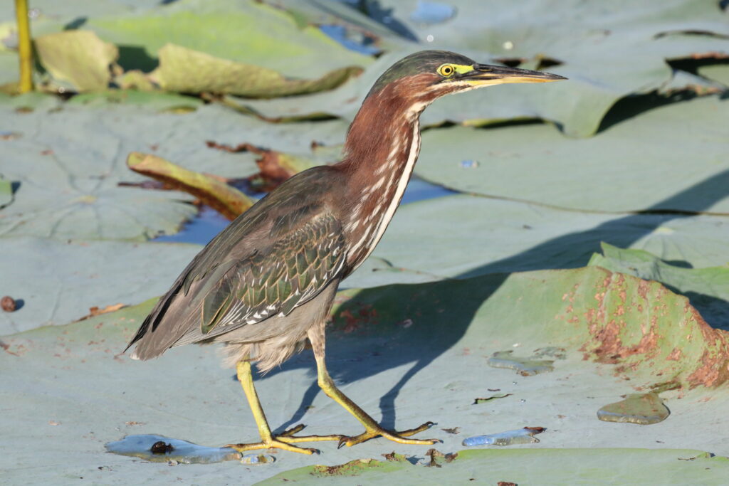 Green Heron